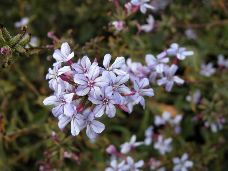 Plumbago europaea